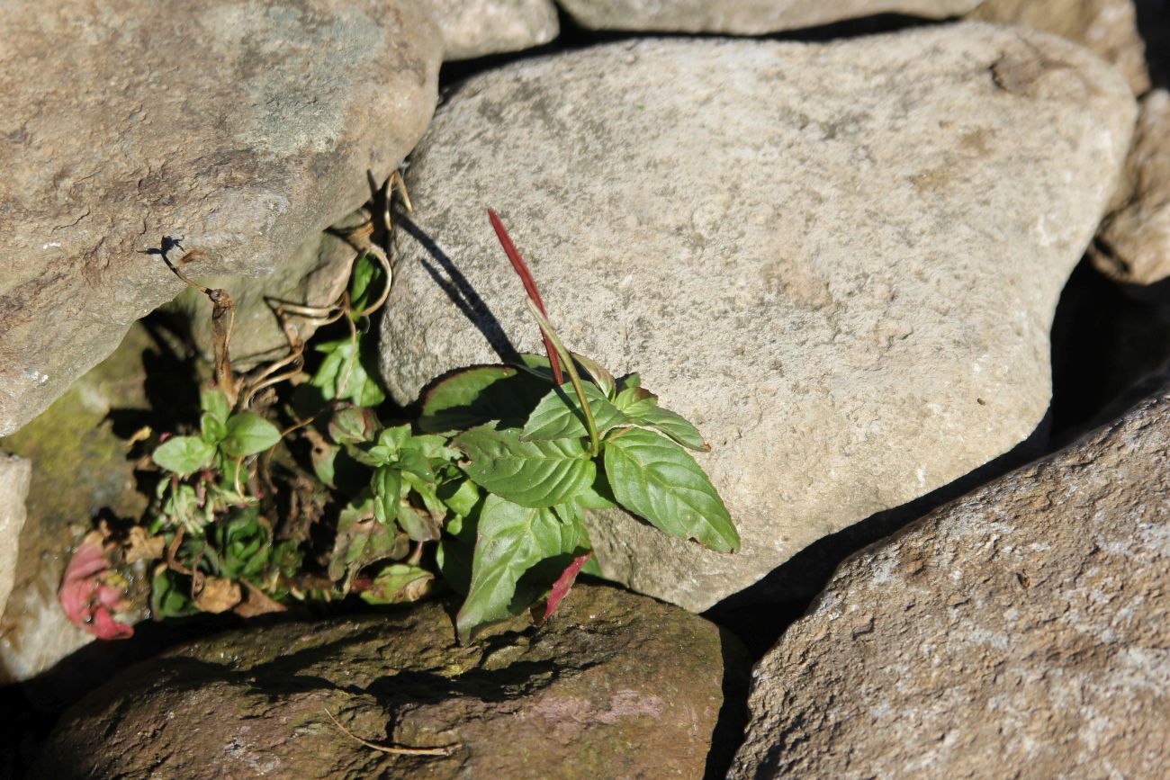 Image of genus Epilobium specimen.