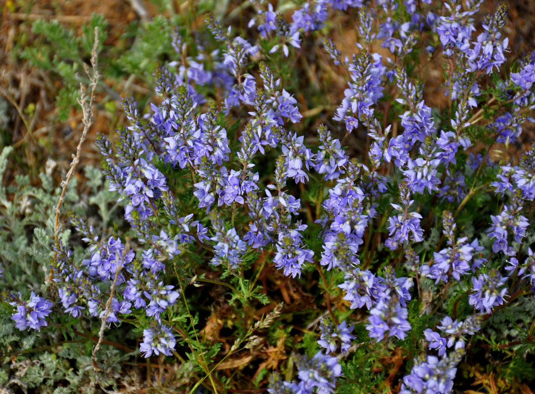 Image of Veronica capsellicarpa specimen.