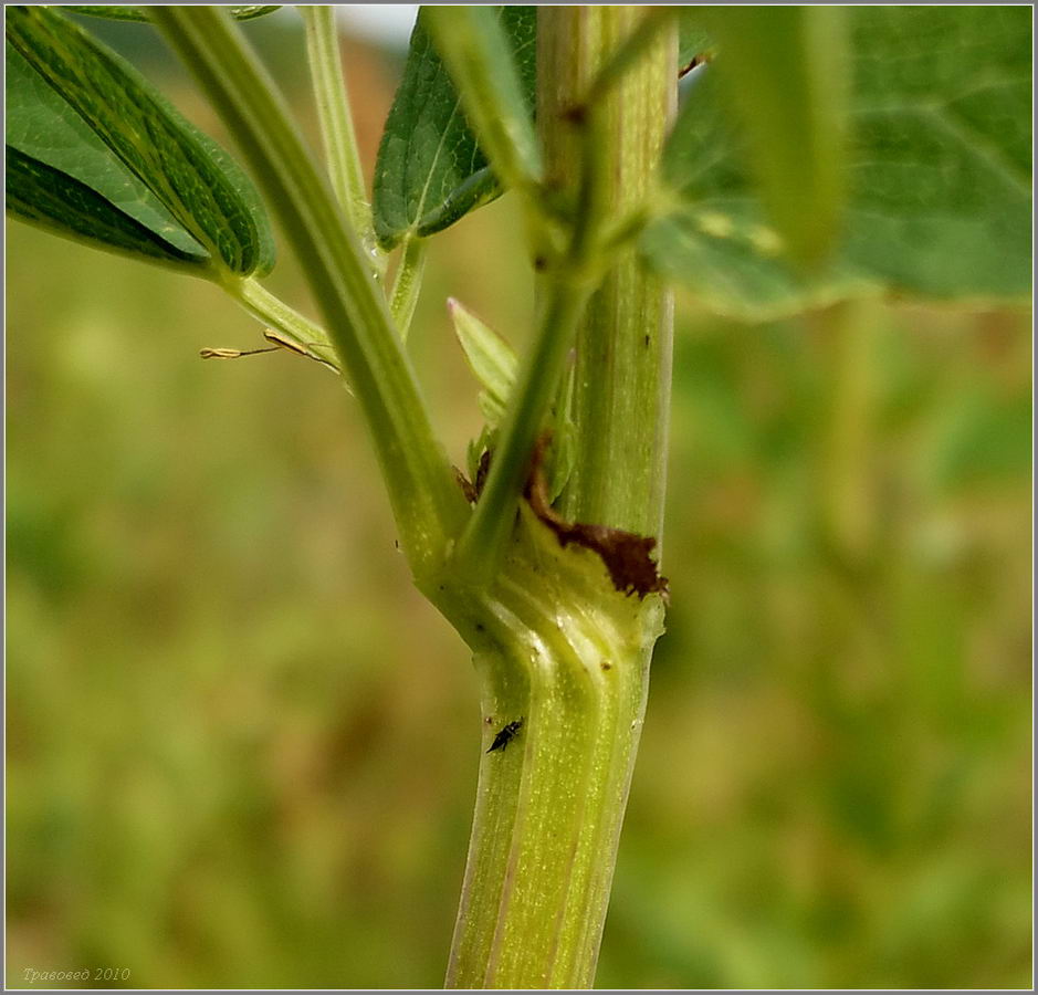 Image of Thalictrum flavum specimen.