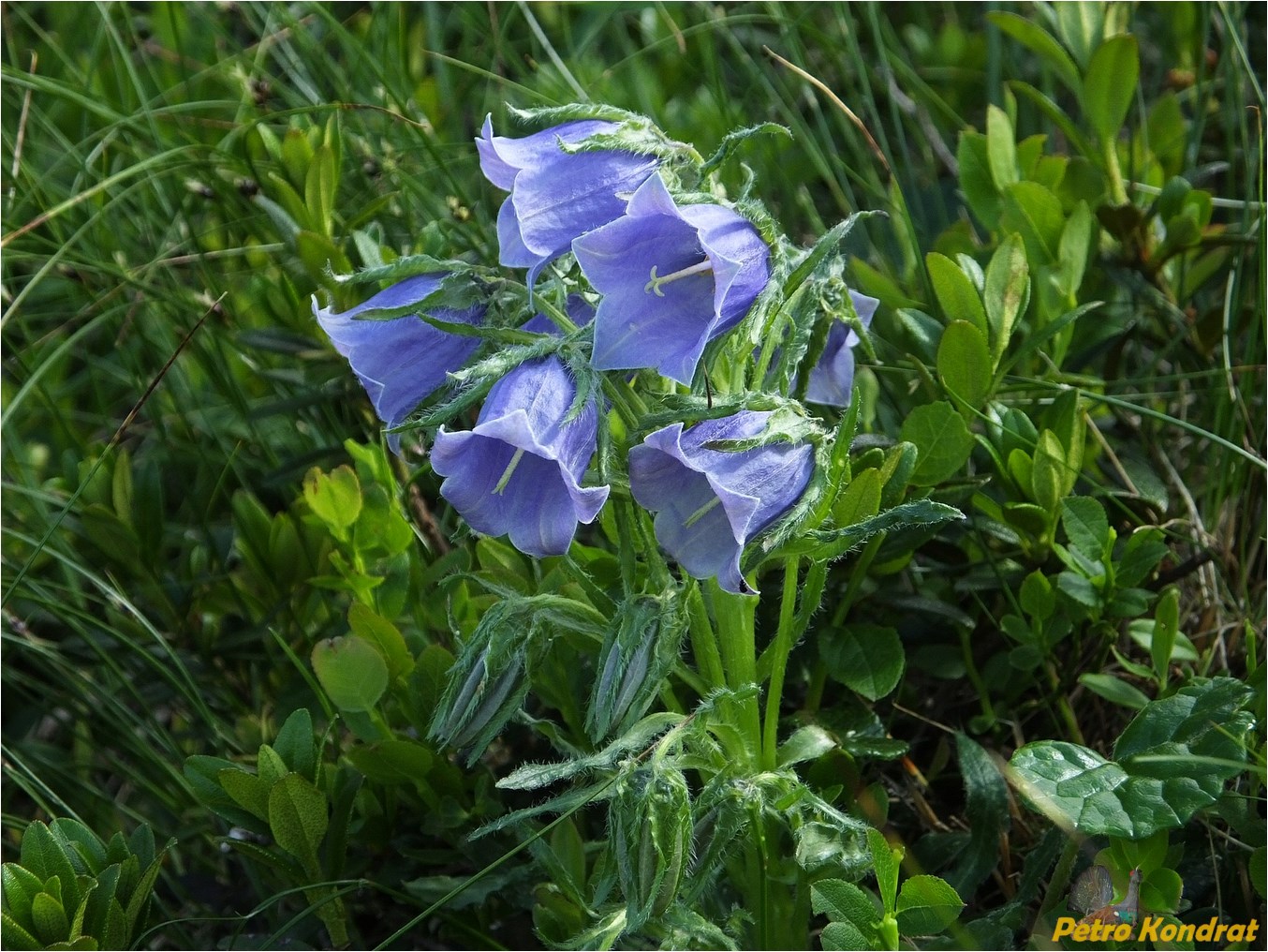 Image of Campanula alpina specimen.