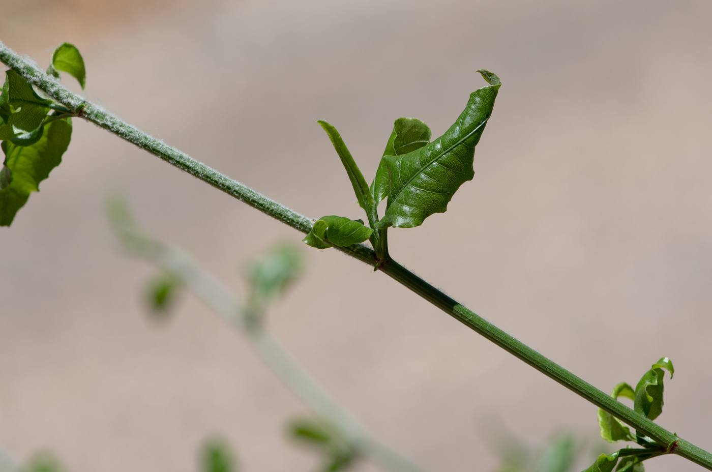 Image of Plumbago zeylanica specimen.