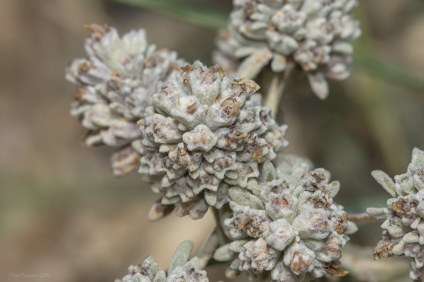 Image of Teucrium capitatum specimen.