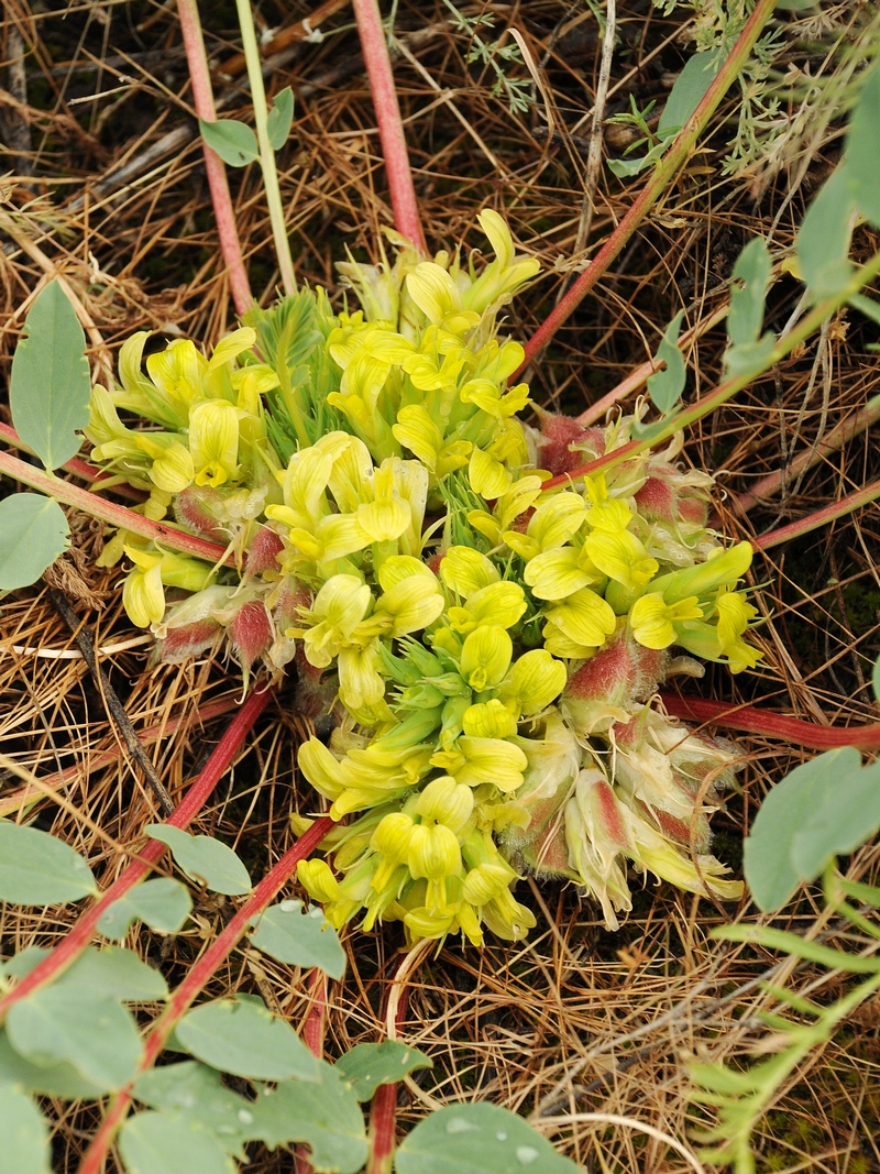 Image of Astragalus subbarbellatus specimen.