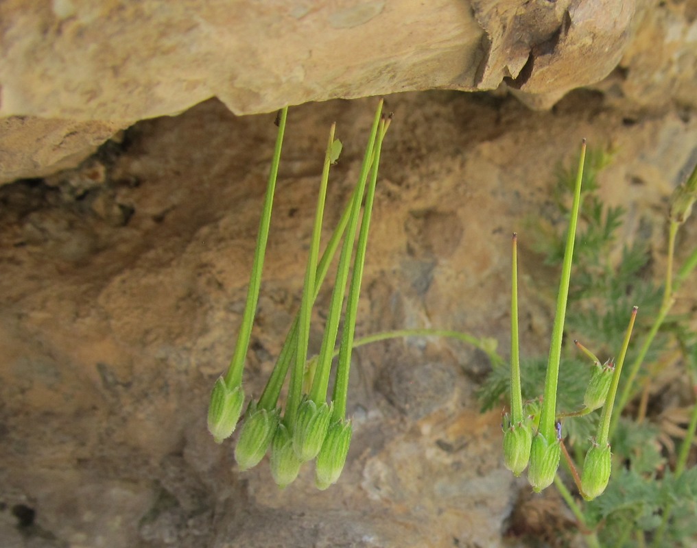 Изображение особи Erodium turcmenum.