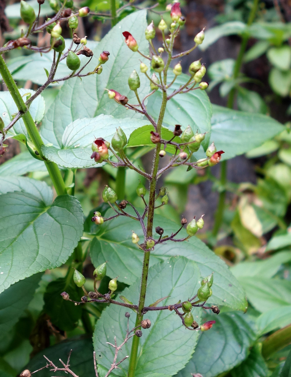 Image of Scrophularia grayana specimen.