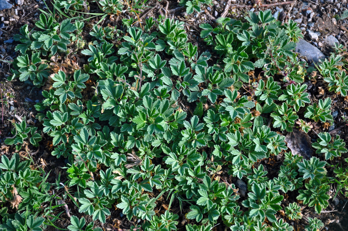 Изображение особи Potentilla acaulis.