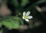 Смотреть изображение Moehringia lateriflora