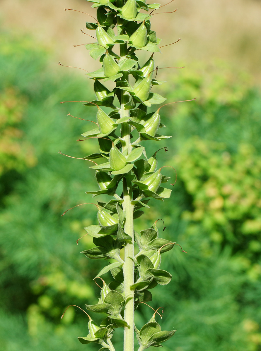 Image of Digitalis purpurea specimen.