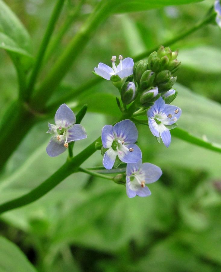 Image of Veronica beccabunga specimen.