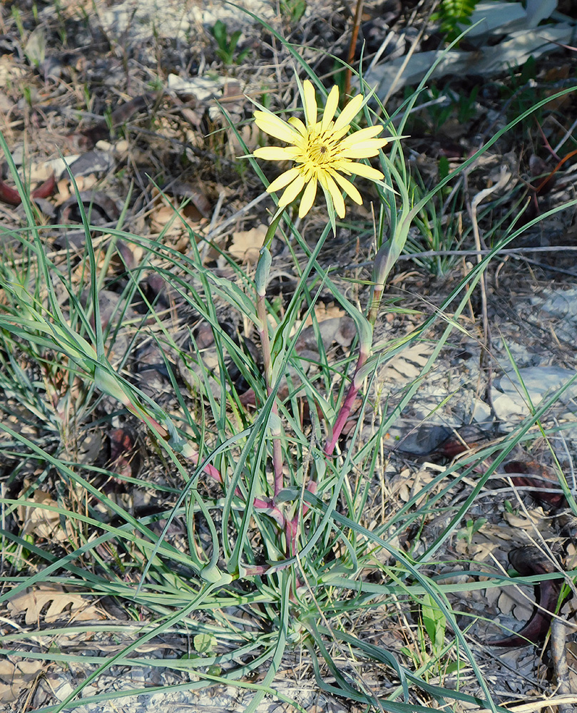 Image of Tragopogon dubius specimen.