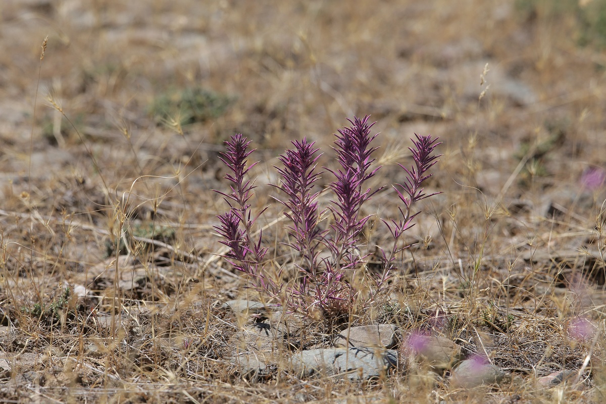 Image of Rhaphidophyton regelii specimen.