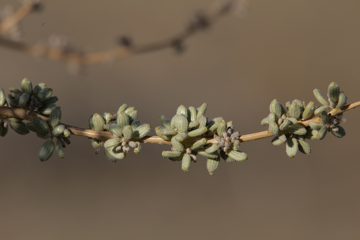 Image of Dorema sabulosum specimen.