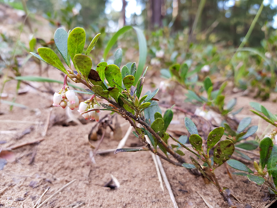 Image of Arctostaphylos uva-ursi specimen.