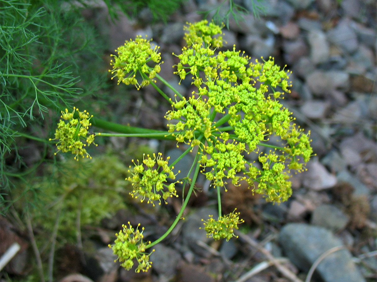 Image of Lomatium grayi specimen.