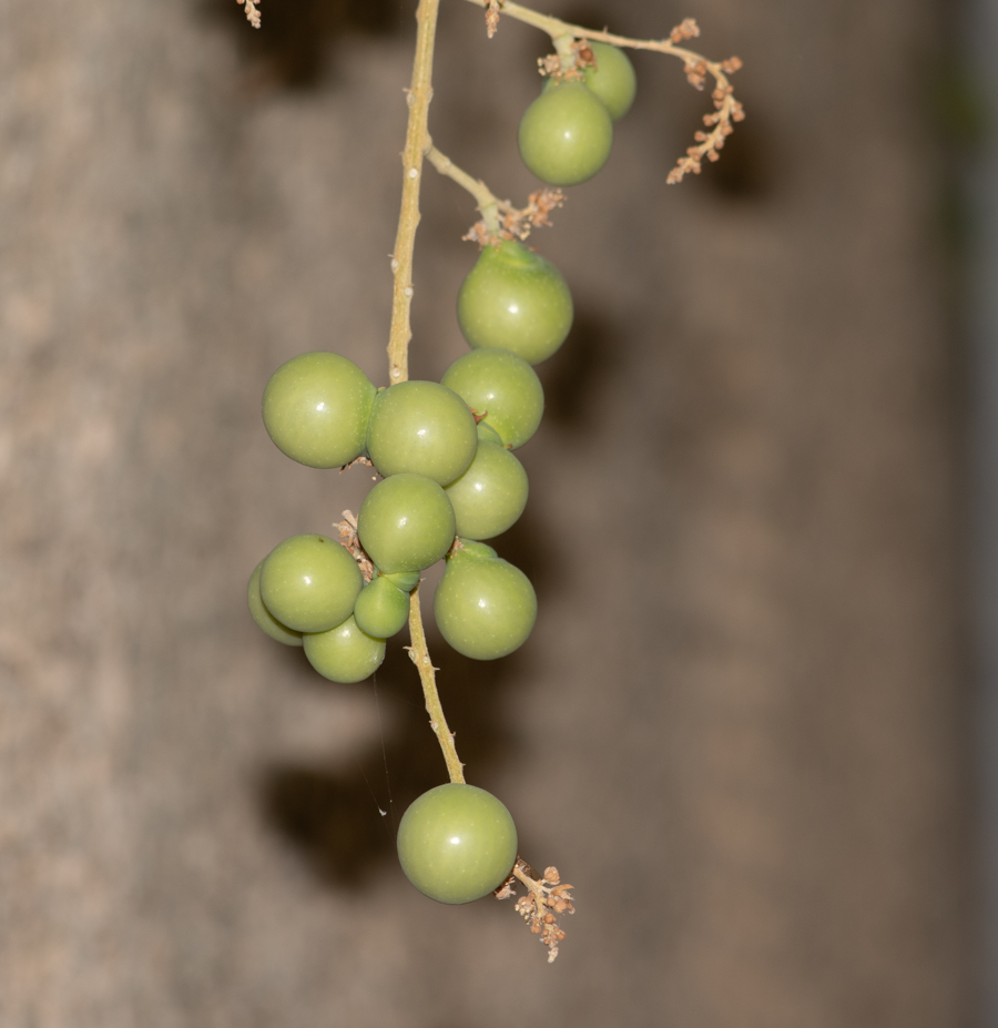 Image of Sapindus saponaria specimen.