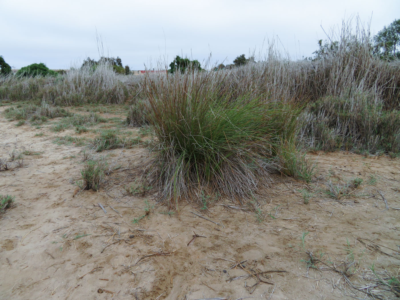 Image of Cyperus marginatus specimen.