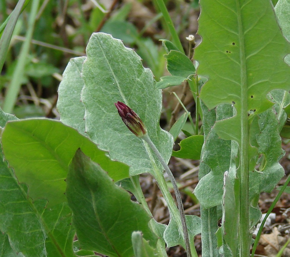 Image of Leibnitzia anandria specimen.