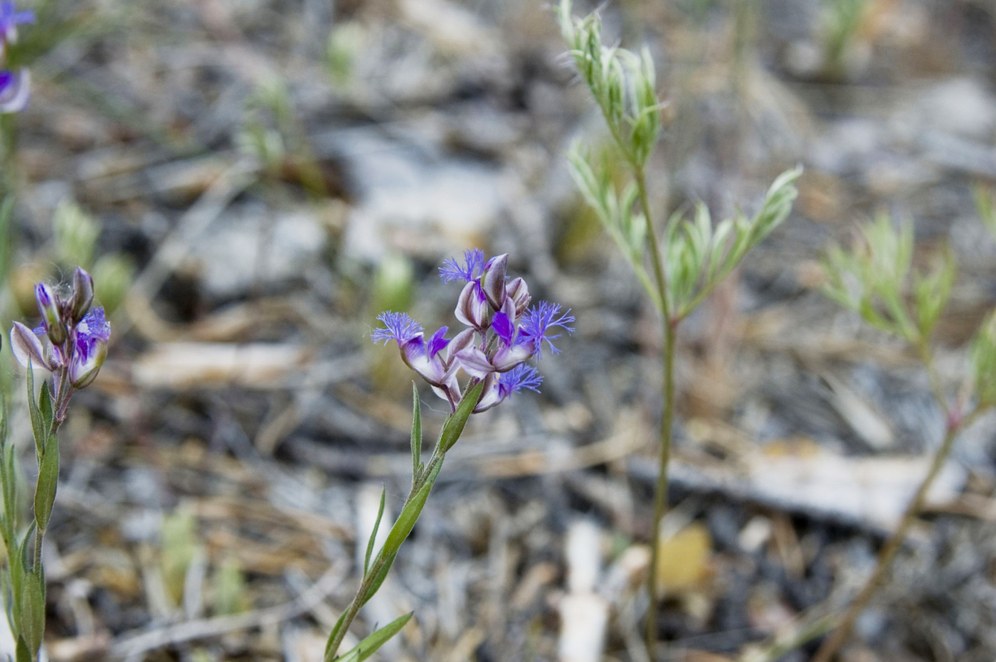 Image of Polygala tenuifolia specimen.