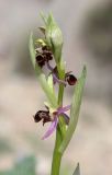 Ophrys &times; aghemanii