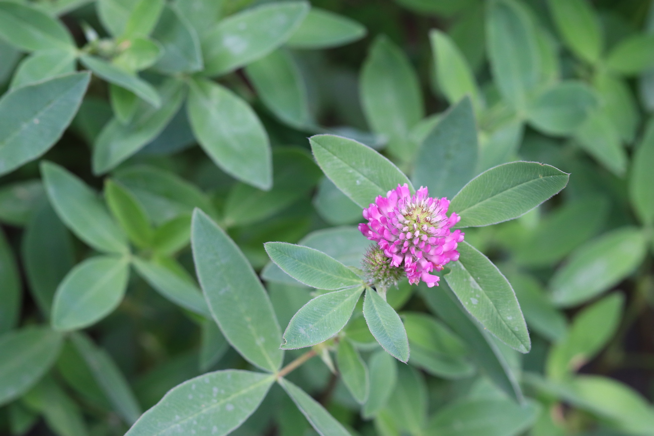 Image of Trifolium medium specimen.