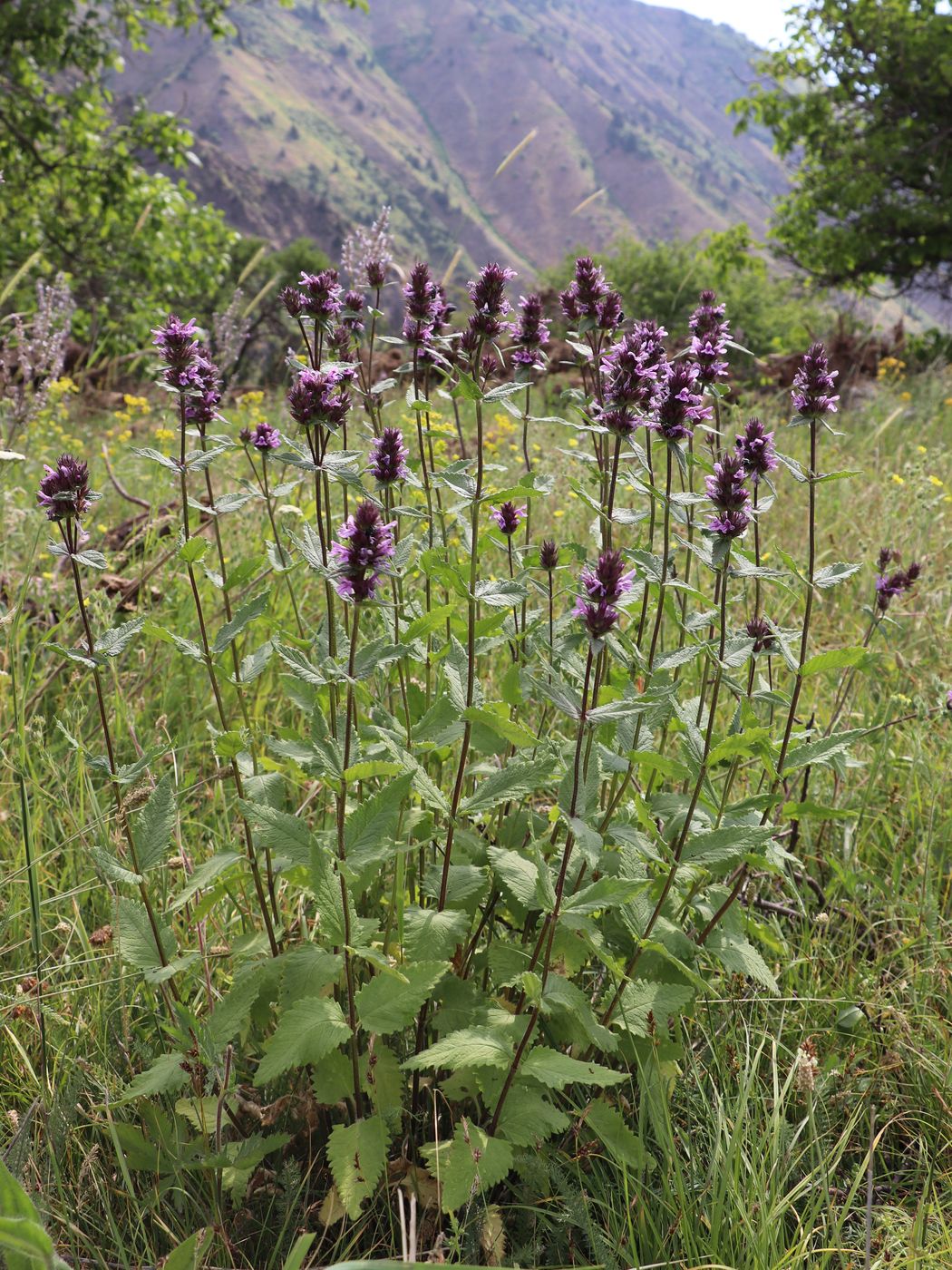 Image of Betonica betoniciflora specimen.