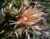 Centaurea raphanina подвид mixta. Часть соцветия с ползающими муравьями. Греция, Эгейское море, о. Сирос, окр. пос. Вари (Βάρη), вост. берег зал. Вари, незастроенный каменистый холм. 19.04.2021.