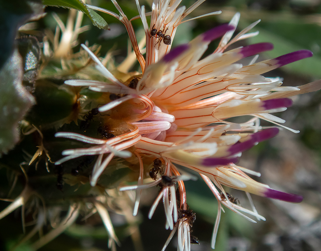 Image of Centaurea raphanina ssp. mixta specimen.