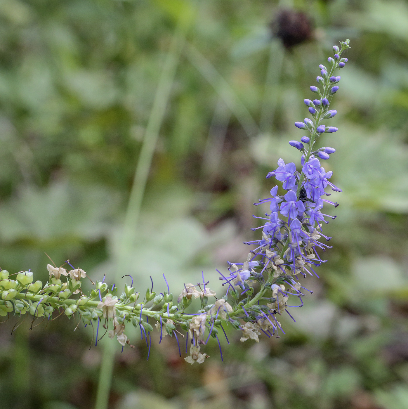 Изображение особи Veronica longifolia.