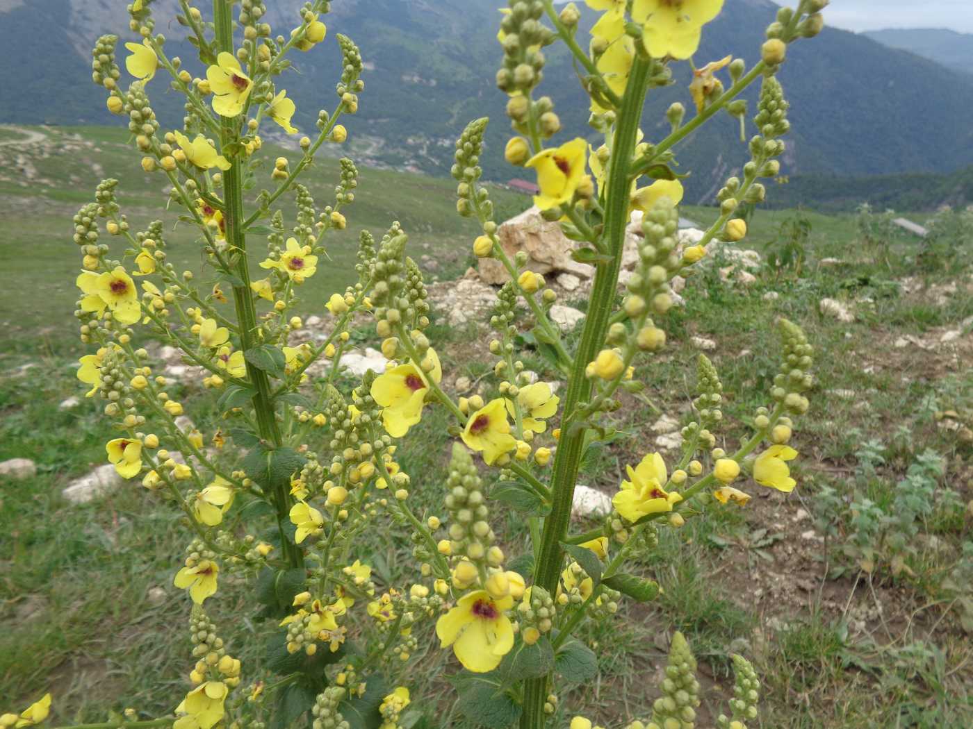 Image of Verbascum pyramidatum specimen.