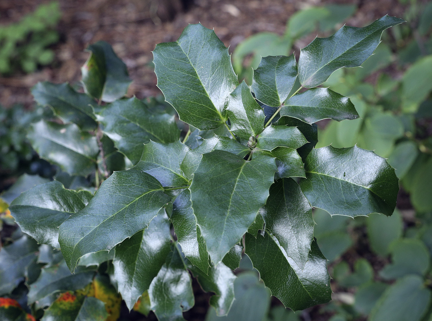 Image of Mahonia aquifolium specimen.