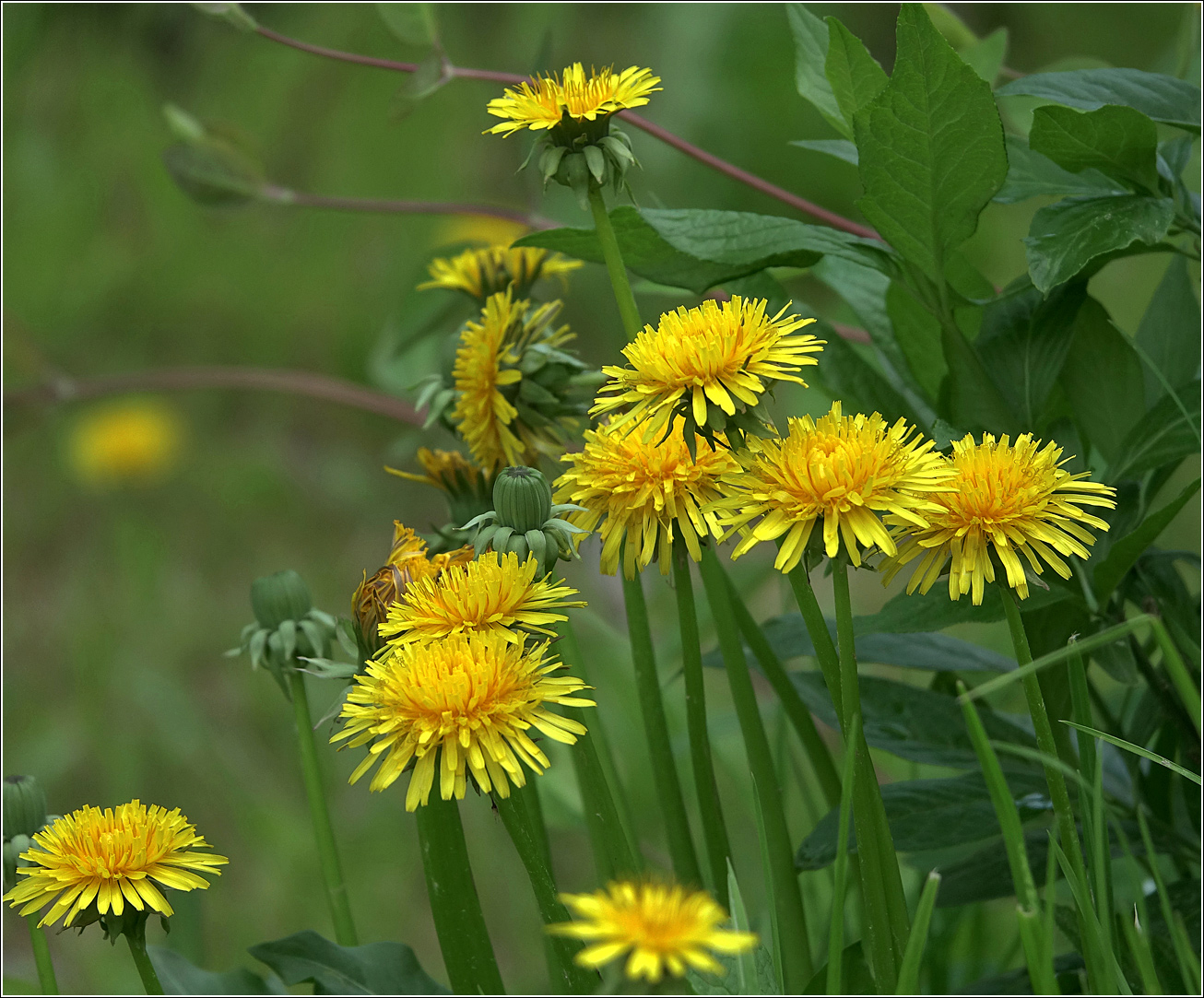 Изображение особи Taraxacum officinale.