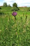 Tragopogon porrifolius