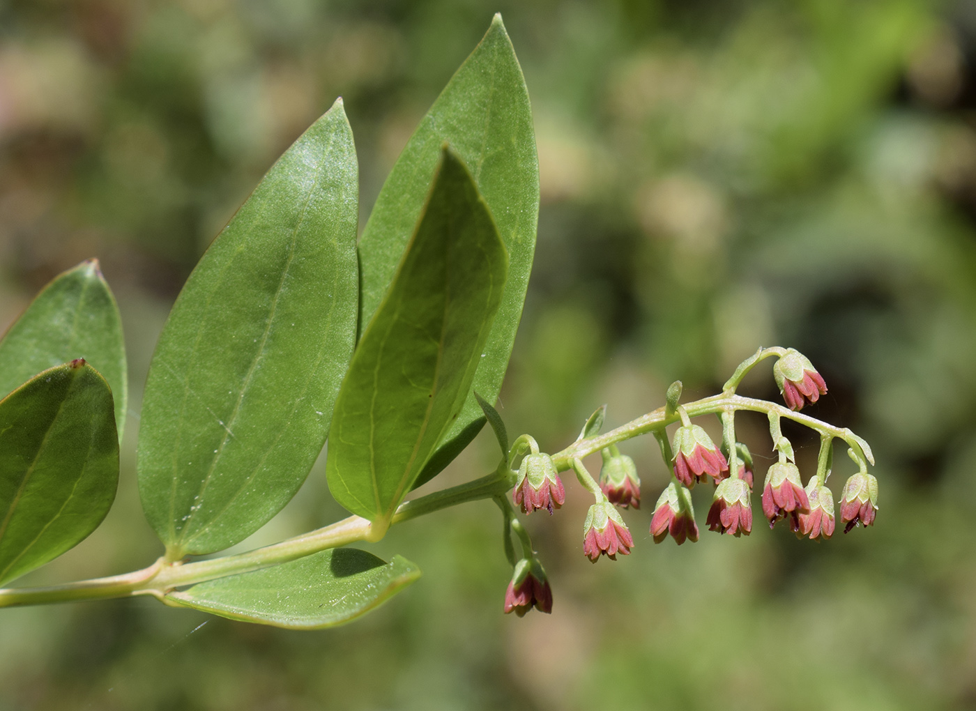 Изображение особи Coriaria myrtifolia.