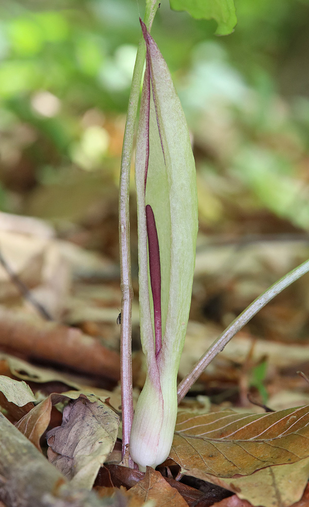 Изображение особи Arum amoenum.