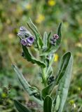 Cynoglossum creticum. Верхушка побега с соцветием. Дагестан, Магарамкентский р-н, окр. с. Приморский, у дороги. 05.05.2022.