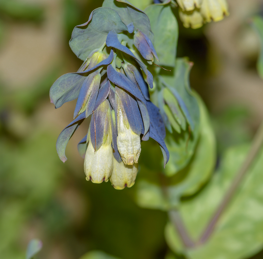 Image of Cerinthe palaestina specimen.