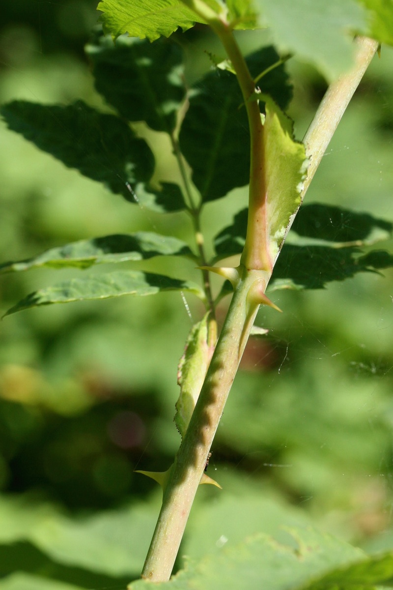 Image of genus Rosa specimen.