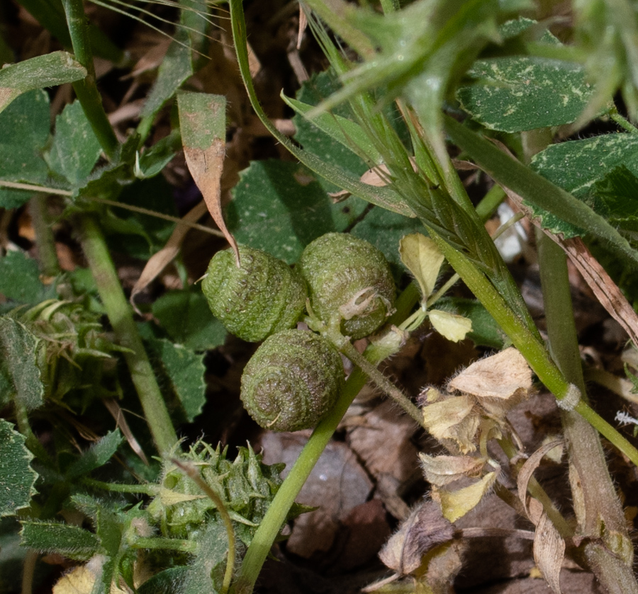 Image of Medicago turbinata specimen.