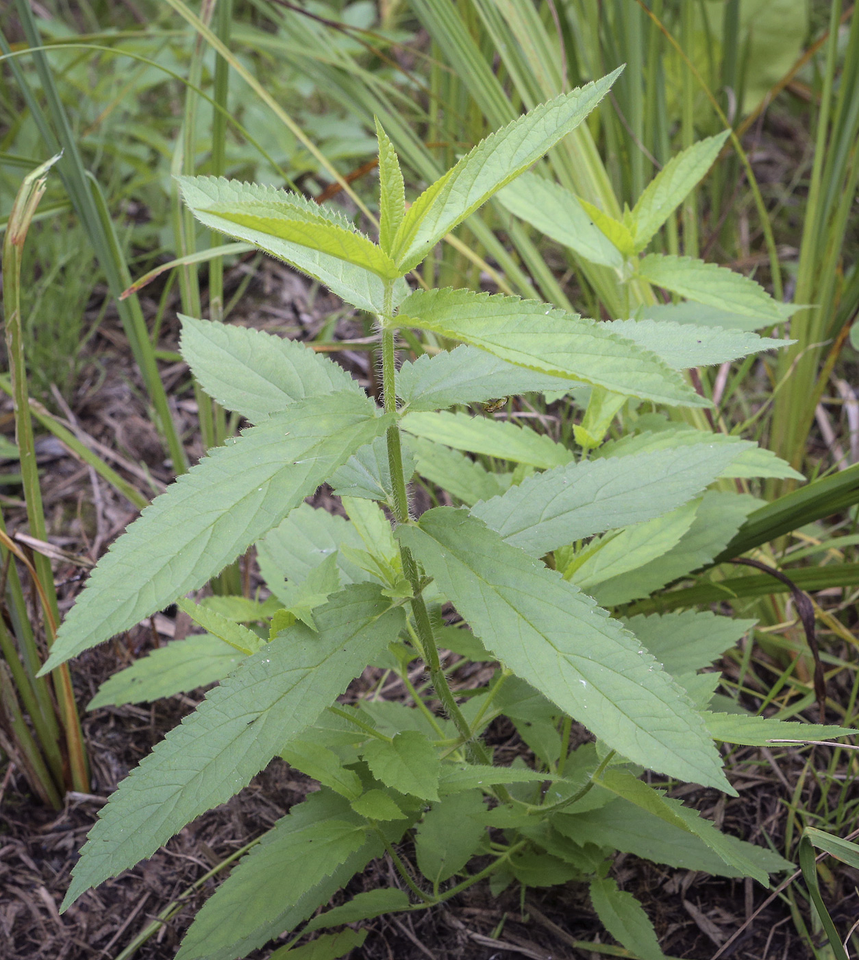 Изображение особи Stachys palustris.