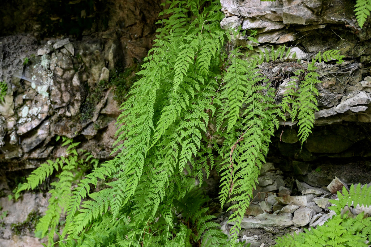 Image of Woodsia caucasica specimen.