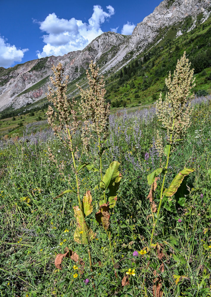 Изображение особи Rumex tianschanicus.