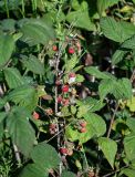 Rubus idaeus