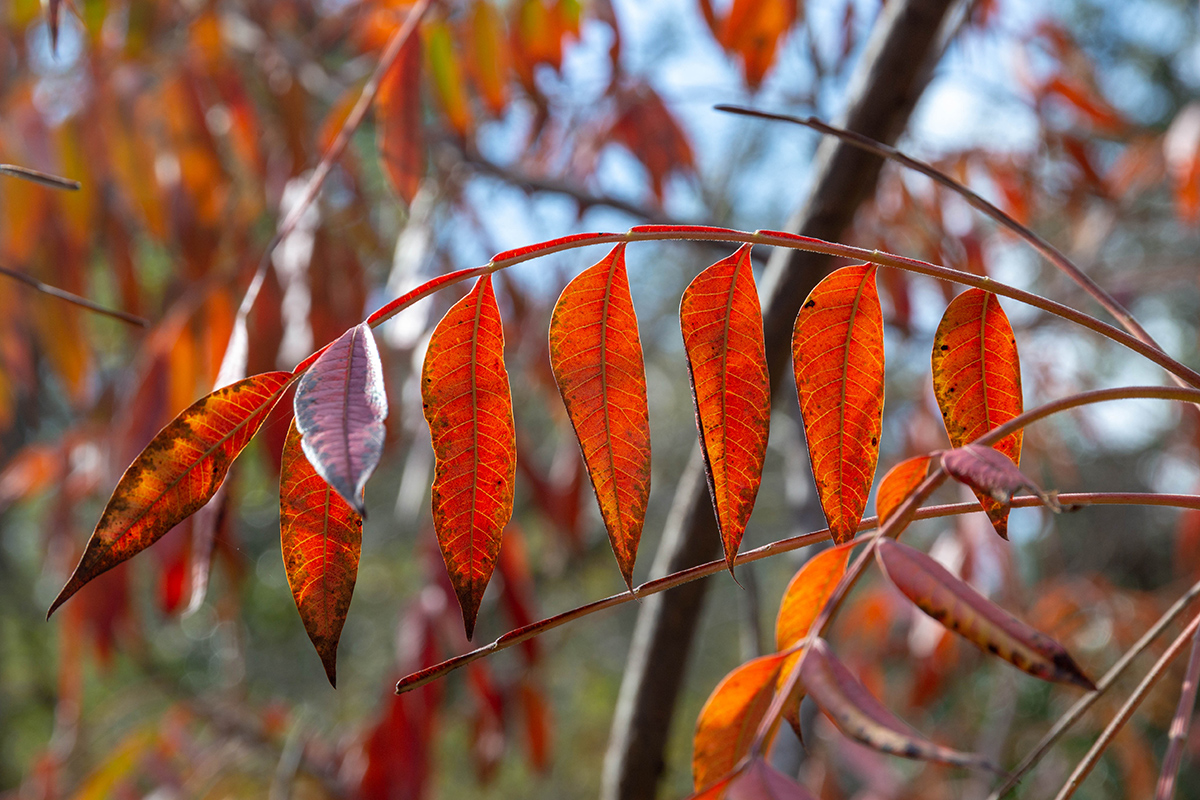 Изображение особи Rhus copallinum.