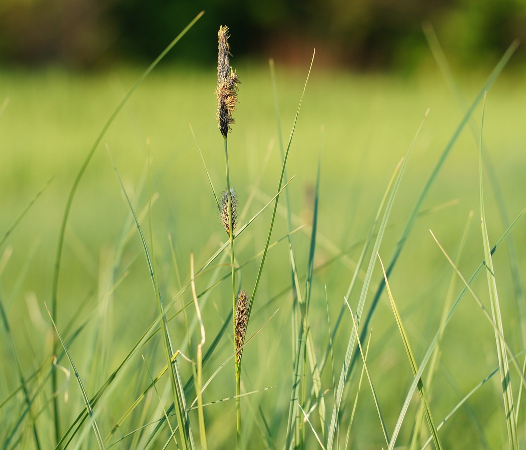 Изображение особи Carex melanostachya.