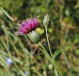 Klasea quinquefolia