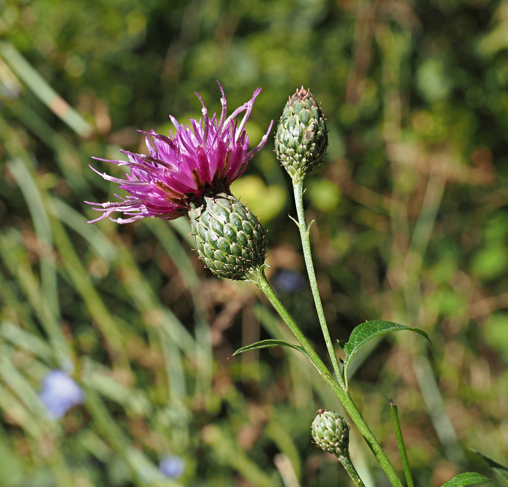 Image of Klasea quinquefolia specimen.