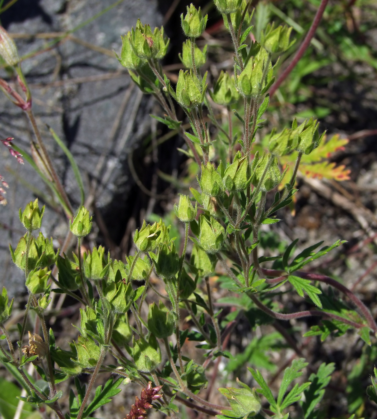 Image of Potentilla pensylvanica specimen.