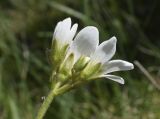 Saxifraga granulata. Верхушка побега с соцветием (вид сбоку). Испания, автономное сообщество Каталония, провинция Жирона, комарка Рипольес, муниципалитет Мольо, окр. перевала Коль-де-Арес (1513 м н.у.м), склон западной экспозиции, высокотравное сообщество на опушке смешанного леса. 08.06.2021.