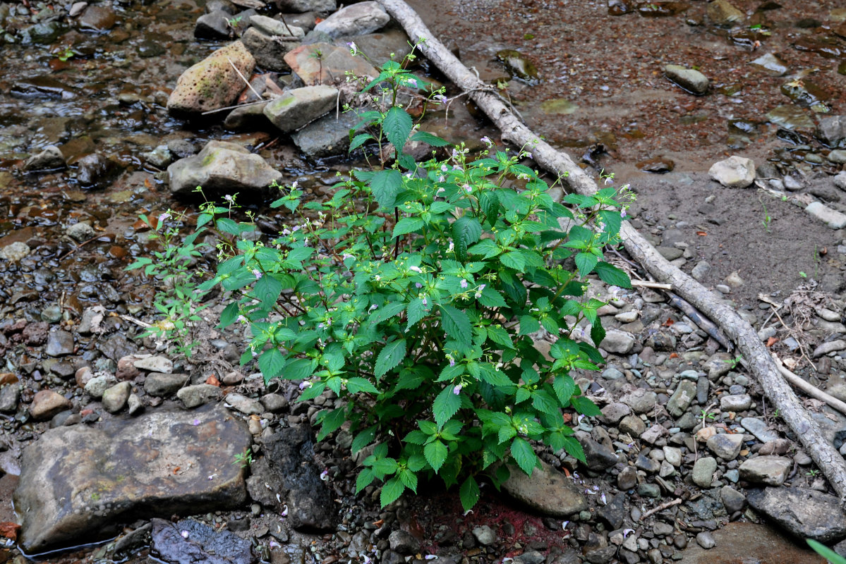 Изображение особи Impatiens furcillata.