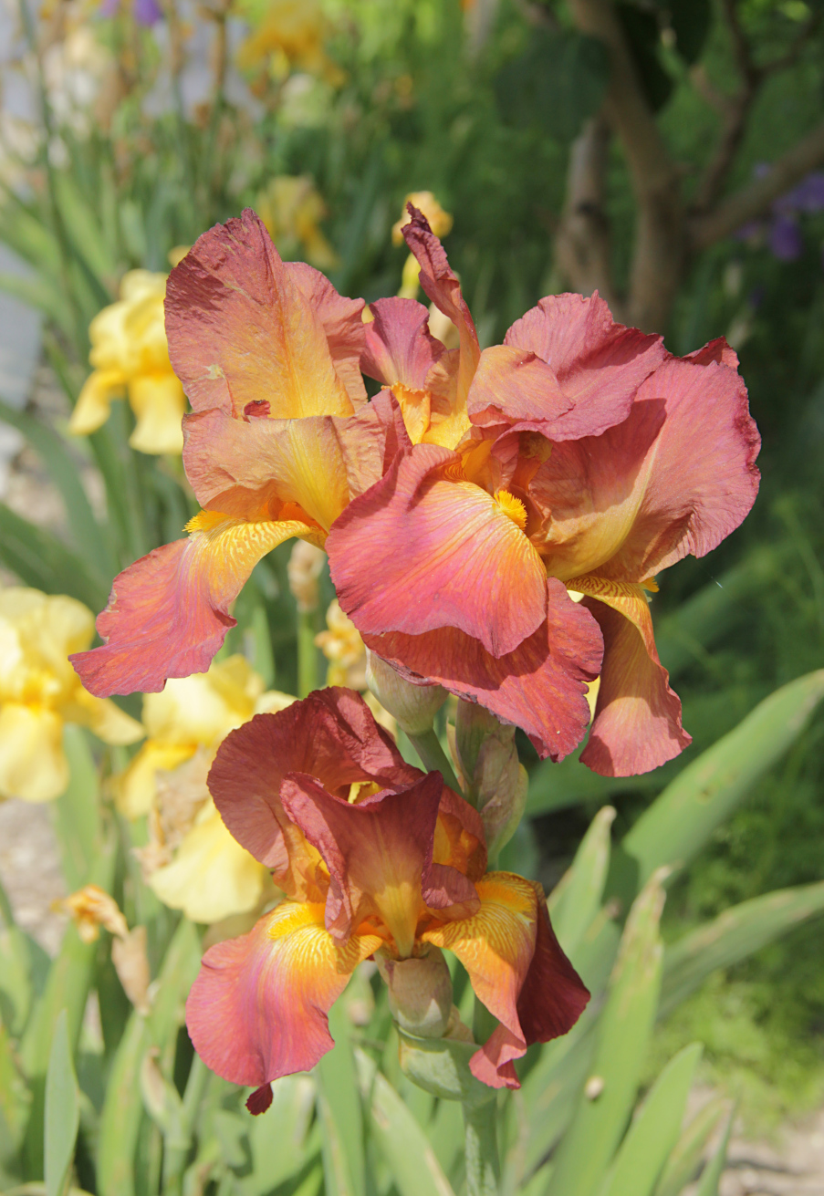 Image of Iris &times; hybrida specimen.